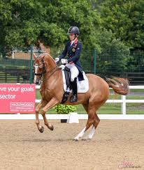 Charlotte fry with van olst horses and her own everdale. A Practice Run Through The Grand Prix With Pumpkin Gio At Hartpury On 17th July 2020 Dressage Horses Charlotte Dujardin