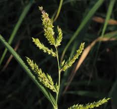 Image result for Echinochloa