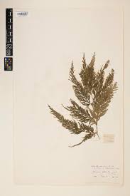 Image result for Selaginella dregei