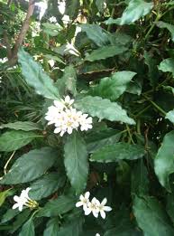 Image result for Mitriostigma axillare