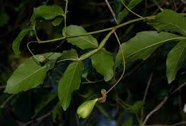 Image result for Paullinia pinnata