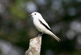White bird with black tipped wings. Avise S Birds Of The World