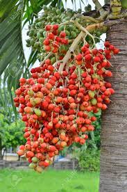 Check spelling or type a new query. Beautiful Red And Green Fruits Of Palm Tree Stock Photo Picture And Royalty Free Image Image 83144695