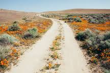 Those who don't live close enough to walk or bike to the state park can view the flowers via livestream. A Naturalised Crop Of The Vivid Orange Flowers The California Poppy Eschscholzia Californica Flowering In The Antelope Valley California Poppy Reserve Papaveraceae Stockphoto