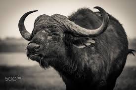 Cape Buffalo When We Think Big 5 Meaning The 5 Most Dangerous Animals Of Africa We Tend To Go Towards The Big African Buffalo Africa Animals Buffalo Animal