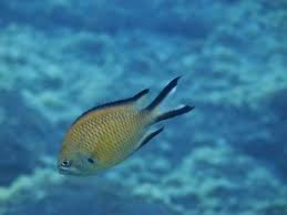 The 10 Most Common Fishes Of The Canary Islands Diving