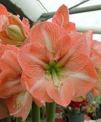 Amaryllis Faro Royal Dutch Hybrid Single Amaryllis Amaryllis Flower Bulbs Index Bulb Flowers Amaryllis Flowers Amaryllis Bulbs