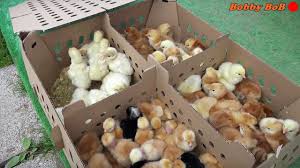 Видео agroland pui de o zi канала agroland tv. Pui De O Zi Gaina Si Curca Generatia Noua 2018 Youtube