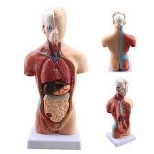 The torso or trunk is an anatomical term for the central part, or core, of many animal bodies (including humans) from which extend the neck and limbs. Anatomical Human Male Torso Anatomy Medical Model 13 Parts 28cm Study Teach Tool For Sale Online Ebay