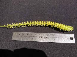 Image result for Diaphananthe sp.no.1. (Ball 657)