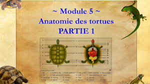 Position tortue table basse / aquarium table table basse aquarium deco aquarium aquarium decoration / 20requires %screates an object in your hideout4. Tortues Classification Et Anatomie Animaux