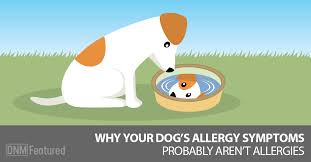 Dander is dead skin, similar to human dandruff. Dog Allergies Or Is It Something In The Water