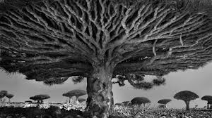 The tree is estimated to be at least 4,000 years old and, having lived. Behold Some Of The World S Oldest Trees The Atlantic