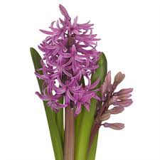 Image result for Hyacinthaceae