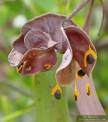 Acacia Auriculiformis Commonly Known As Auri Earleaf Acacia Earpod Wattle Northern Black Wattle Papuan Wattle And Tan Wattle Is A Seed Pods Seeds Plants