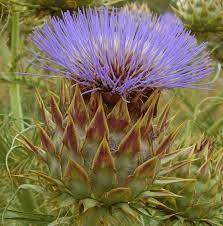 File Artichoke Thistle Open Flower Para Hills South Australia Jpg Wikimedia Commons