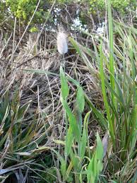 Image result for Aristida stipoides