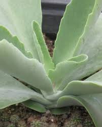 Image result for Kalanchoe brachyloba
