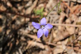 Image result for Wahlenbergia flexuosa