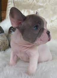 Dexter is a handsome blue fawn pied boy. Pied French Bulldogs The French Bulldog