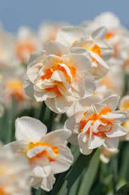 Daffodil Bulbs Item 3083 Flower Parade For Sale Colorblends In 2020 Daffodil Bulbs Flowers Daffodils