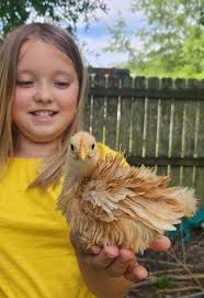 Kune kune boar looking for a new home soon