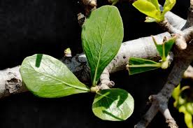 Image result for Garcinia volkensii