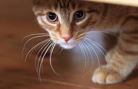 Signs Your Cat Needs Medical Attention Zoetis Petcare