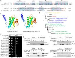 From wikipedia, the free encyclopedia. The Crk2 Cyc13 Complex Functions As An S Phase Cyclin Dependent Kinase To Promote Dna Replication In Trypanosoma Brucei Bmc Biology Full Text
