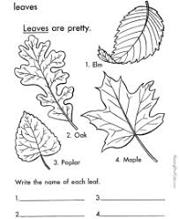 Plus, it's an easy way to celebrate each season or special holidays. Tree Leaf Coloring Pages