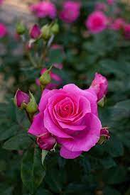 flores flowers wallpapers おしゃれまとめの人気アイデア pinterest rose sj バラの壁紙 美しい花 バラ