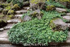 Green Sheen Japanese Spurge Green Sheen Shade Garden Plants