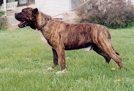 The cost to buy a presa canario varies greatly and depends on many factors such as the breeders' location, reputation, litter size, lineage of the puppy, breed popularity (supply and demand), training, socialization efforts, breed lines and much more. Breeder From The Past Wilfred Thyfault Guardian Angels Kennel Rey Gladiador World Class Presa Canario Breeder