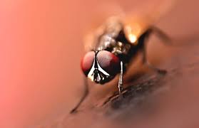 Fly control methods and identification. Natural Fly Repellents That Actually Work Lawnstarter