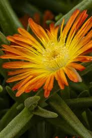 Image result for Delosperma spp.