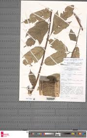 Image result for Ficus variifolia