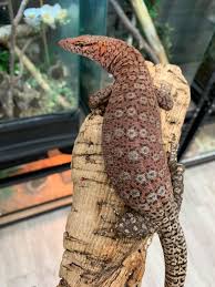 Check spelling or type a new query. Moc Reptiles Pilbara Rock Monitor Varanus Pilbarensis Facebook