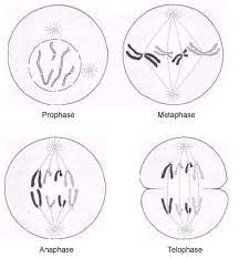 The process of mitosis is illustrated by the diagrammatic fig. Cell Cycle Mitosis And Meiosis Flashcards Quizlet