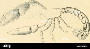 Image result for Glyphaea