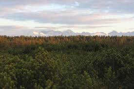 Rezerwat przyrody bór na czerwonem. Bor Na Czerwonem Nadlesnictwo Nowy Targ Lasy Panstwowe