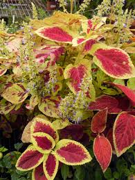 Image result for Coleus scutellarioides