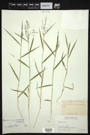 Image result for Isachne kiyalaensis