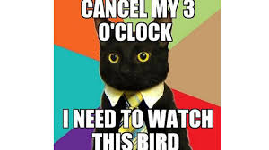 Nevertheless i googled the question and found that, yes, cats can have salami despite the heavy presence of sodium in it and the fact that it is a processed meat. Cats Can Have A Little Salami Know Your Meme