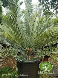 Berdasarkan jenisnya, tanaman hias ini terbagi menjadi 5 bagian, yaitu tanaman hias bunga, tanaman hias daun, tanaman hias buah, tanaman hias akar, dan tanaman hias batang. Jual Pohon Ence Harga Tanaman Hias Encephalartos Terbaru 2019