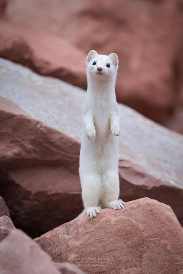 Cute long-tailed weasel poses and photos