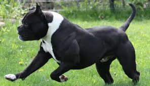 It is a very powerful, muscular breed with large head and brachycephalic muzzle. Pin On Bulldogs