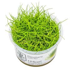 Image result for Eleocharis complanata