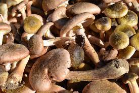 Come pulire i funghi chiodini. Consigli In Cucina Come Pulire I Funghi Chiodini