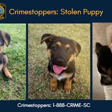Maybe you would like to learn more about one of these? Police Search Underway For Puppy Stolen From Columbia Yard Wciv