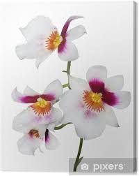 La caratteristica principale della floribunda, specie di origini giapponesi, è la fioritura lunga fino a 40 centimetri, il. Quadro Su Tela Quattro Fiori Di Orchidea Bianchi Con Centro Rosa E Giallo Pixers Viviamo Per Il Cambiamento